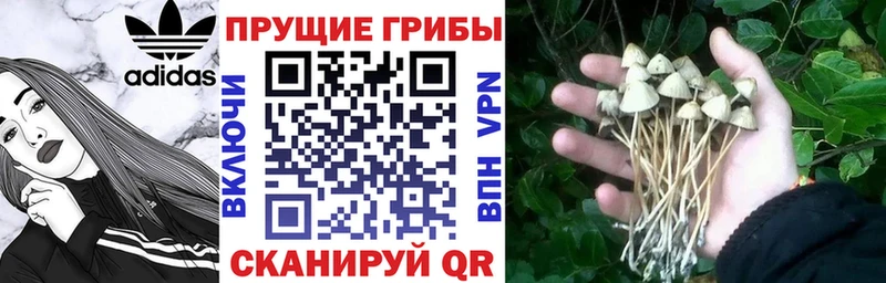 omg как войти  Камешково  Псилоцибиновые грибы мицелий 